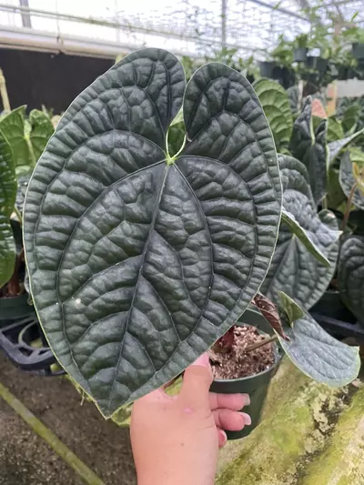 plant/Anthurium luxurians-3-thumbnail