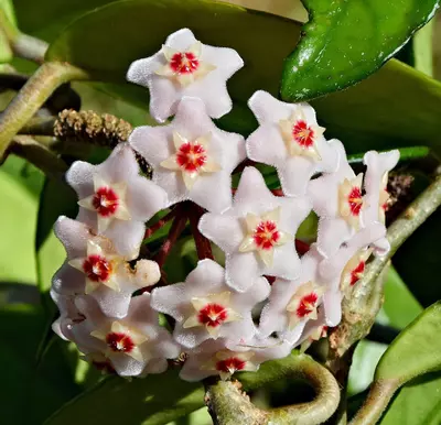 plant/Hoya carnosa-0-thumbnail