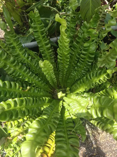 shipping_upgrade/UPS 2 Days Upgrade-0-thumbnail