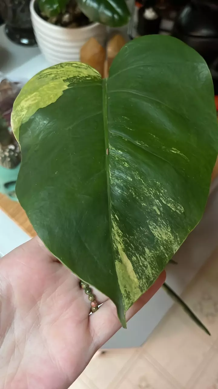 plant/Aurea monstera leaf with growth-0