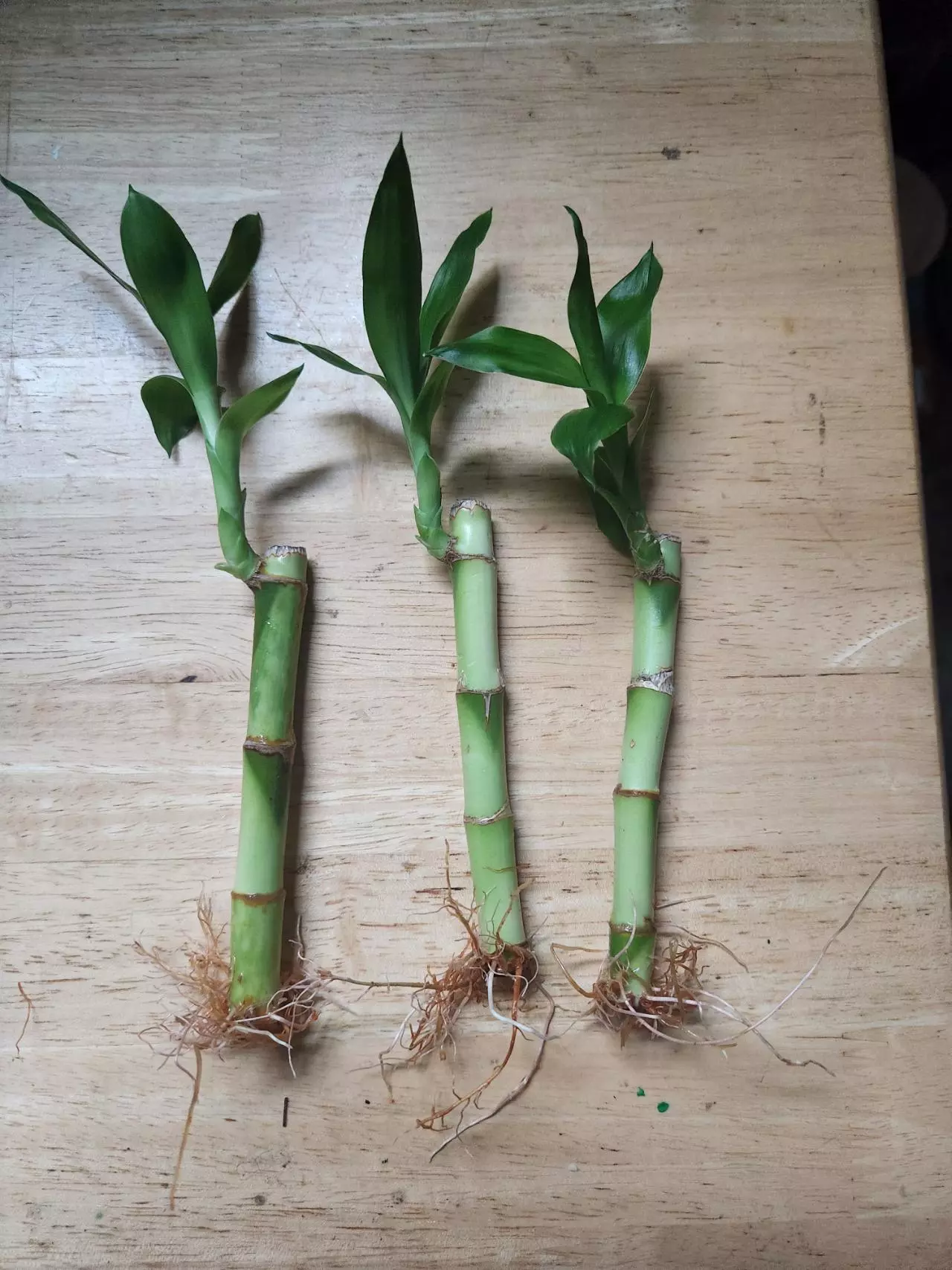 plant/Bamboo trees 4"-0