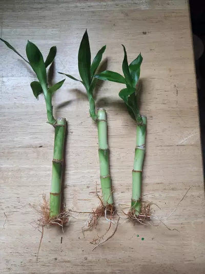 plant/Bamboo trees 4"-0-thumbnail