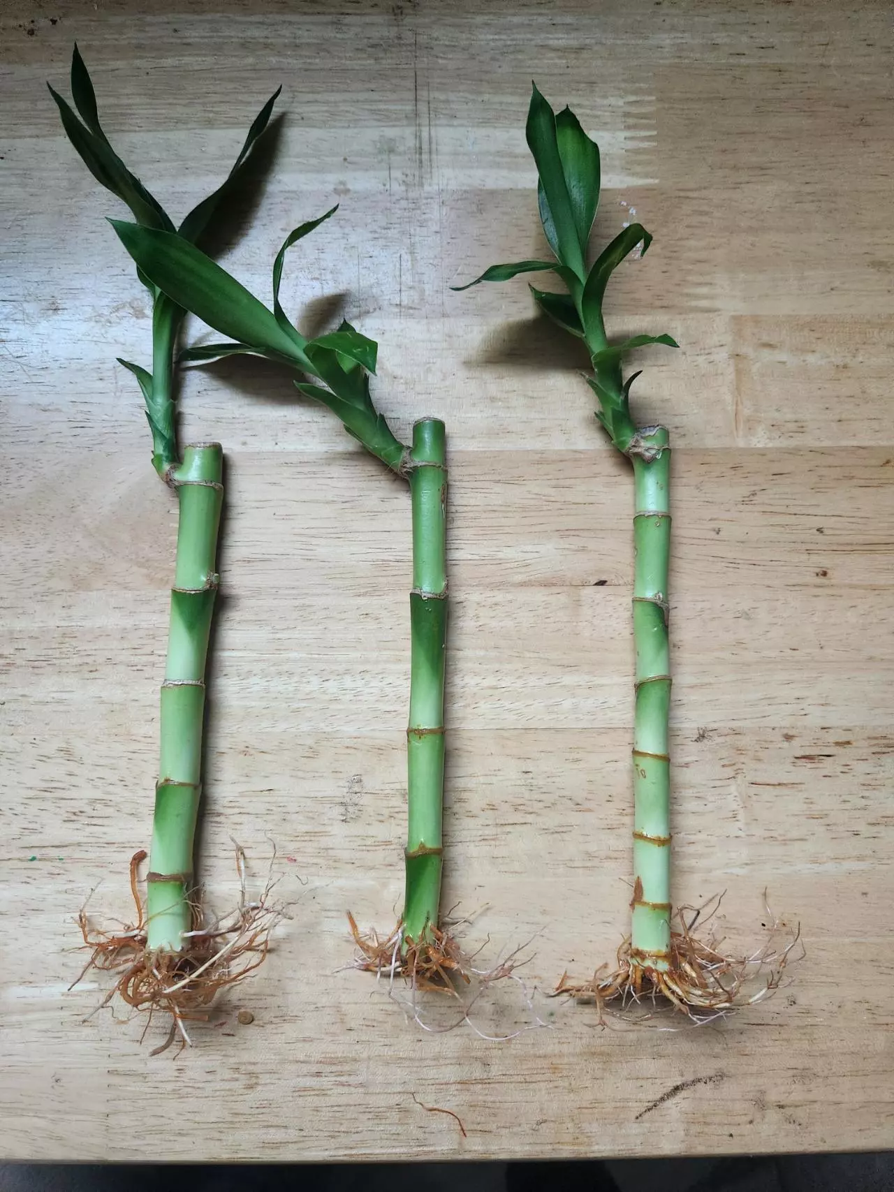 plant/Bamboo trees 8"-0