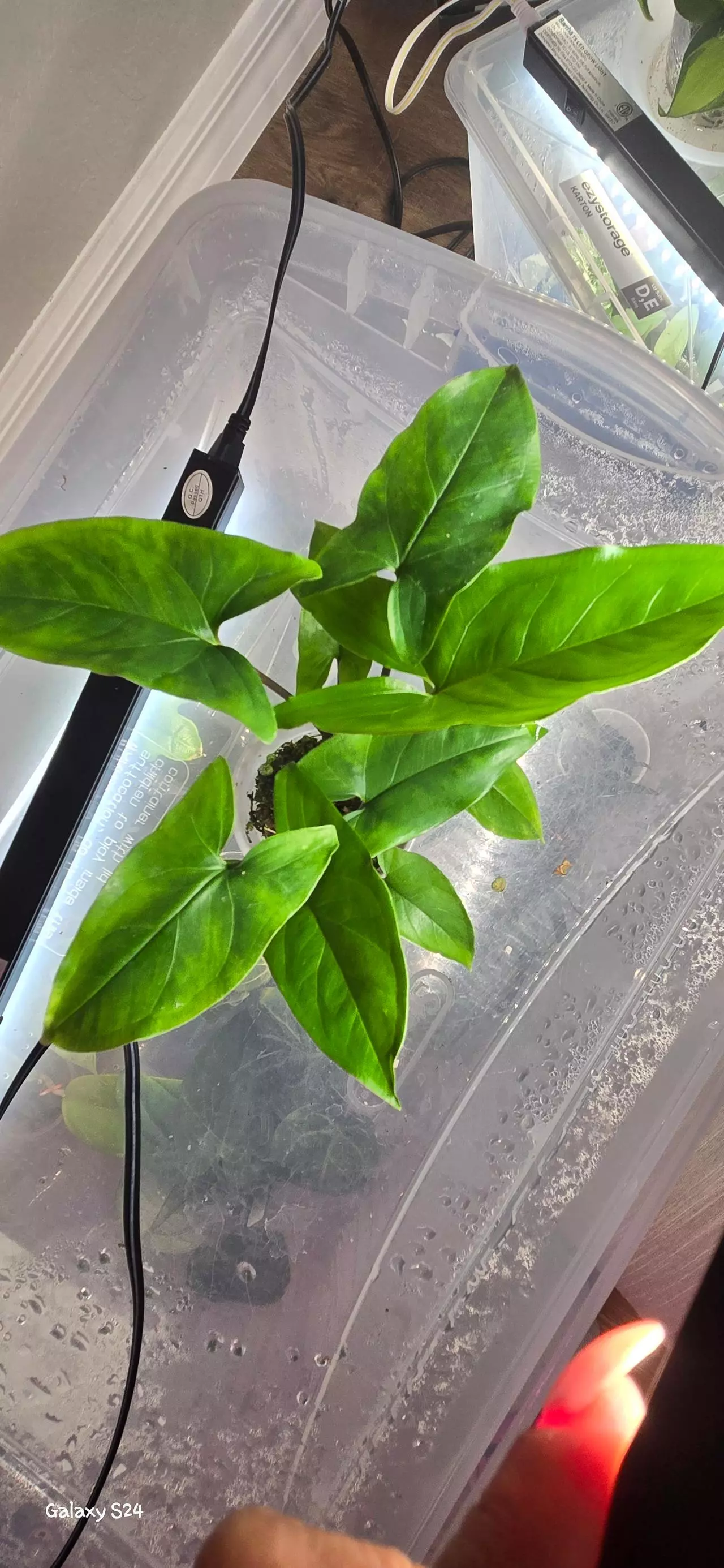 plant/Syngonium NOID-0