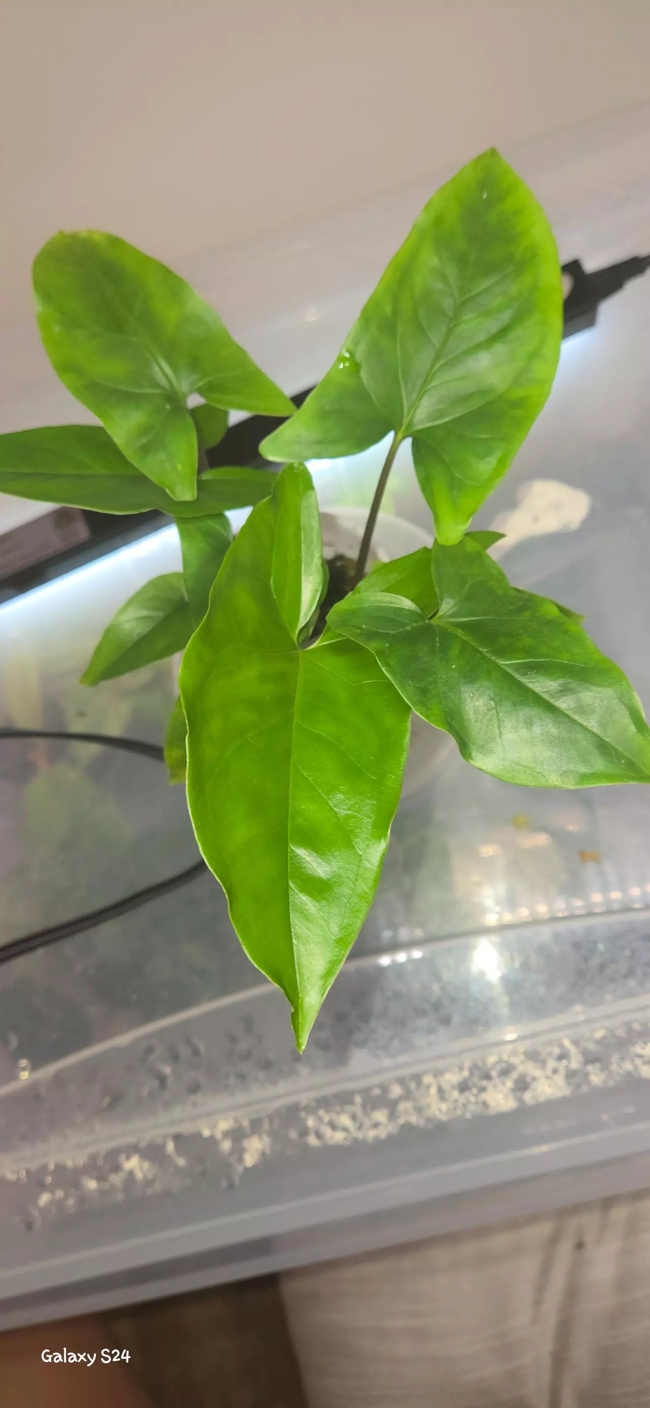 plant/Syngonium NOID-1