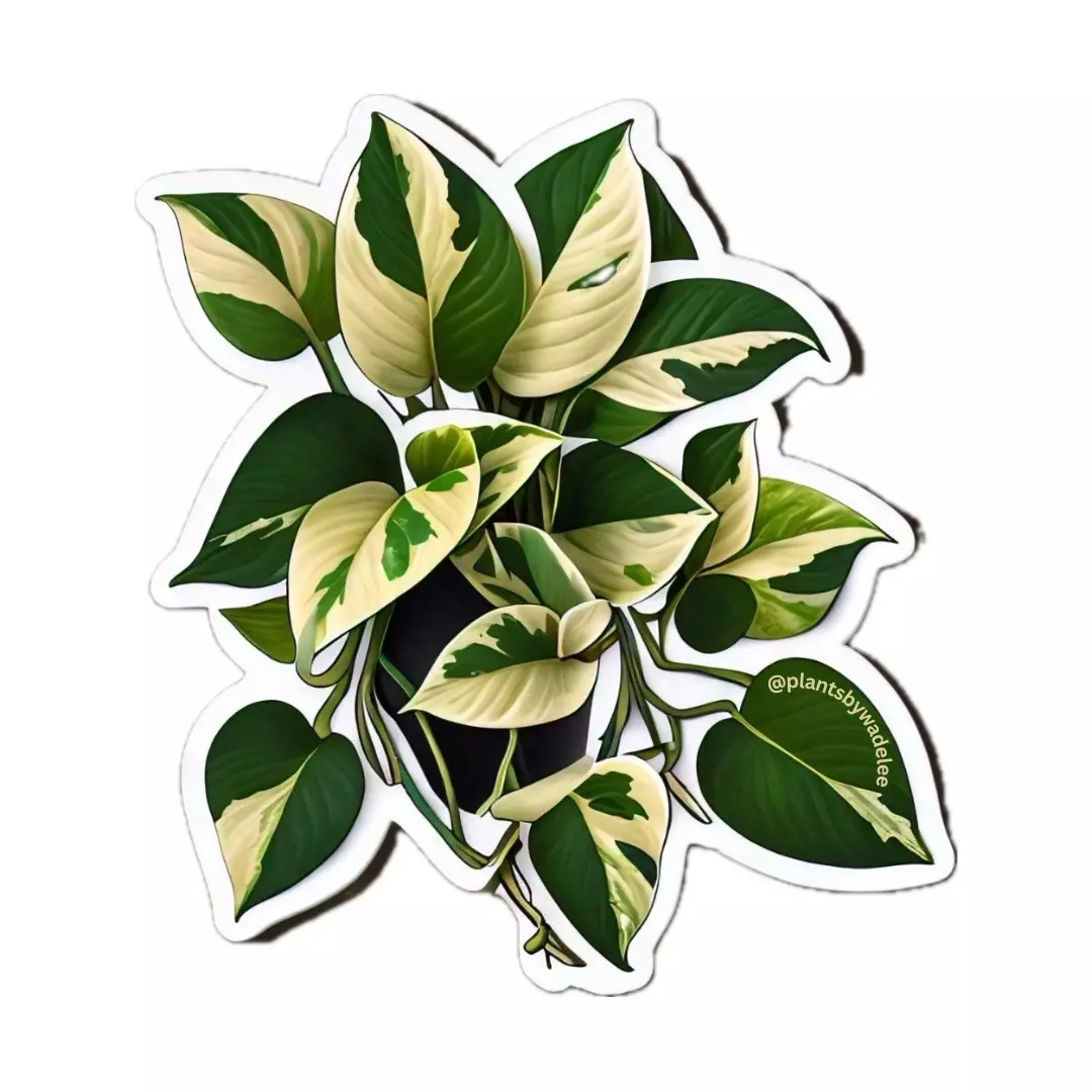 plant/Plants by Wade Lee Marble Queen Pothos 2.5 vinyl sticker-0