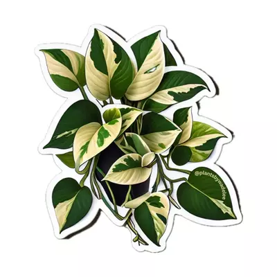plant/Plants by Wade Lee Marble Queen Pothos 2.5 vinyl sticker-0-thumbnail