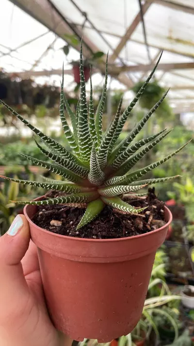 plant/Haworthia Zebra 4”-0-thumbnail