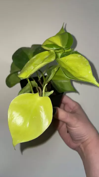 plant/High color philodendron Brazil (growers choice)-0-thumbnail