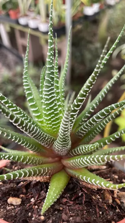 plant/Haworthia Zebra 4”-1-thumbnail