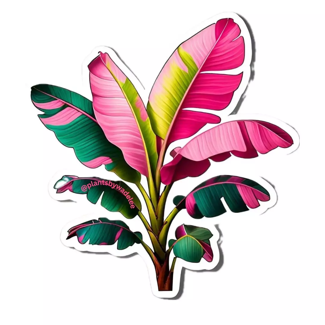 plant/Plants by Wade Lee Pink Banana 2.5 vinyl sticker-0