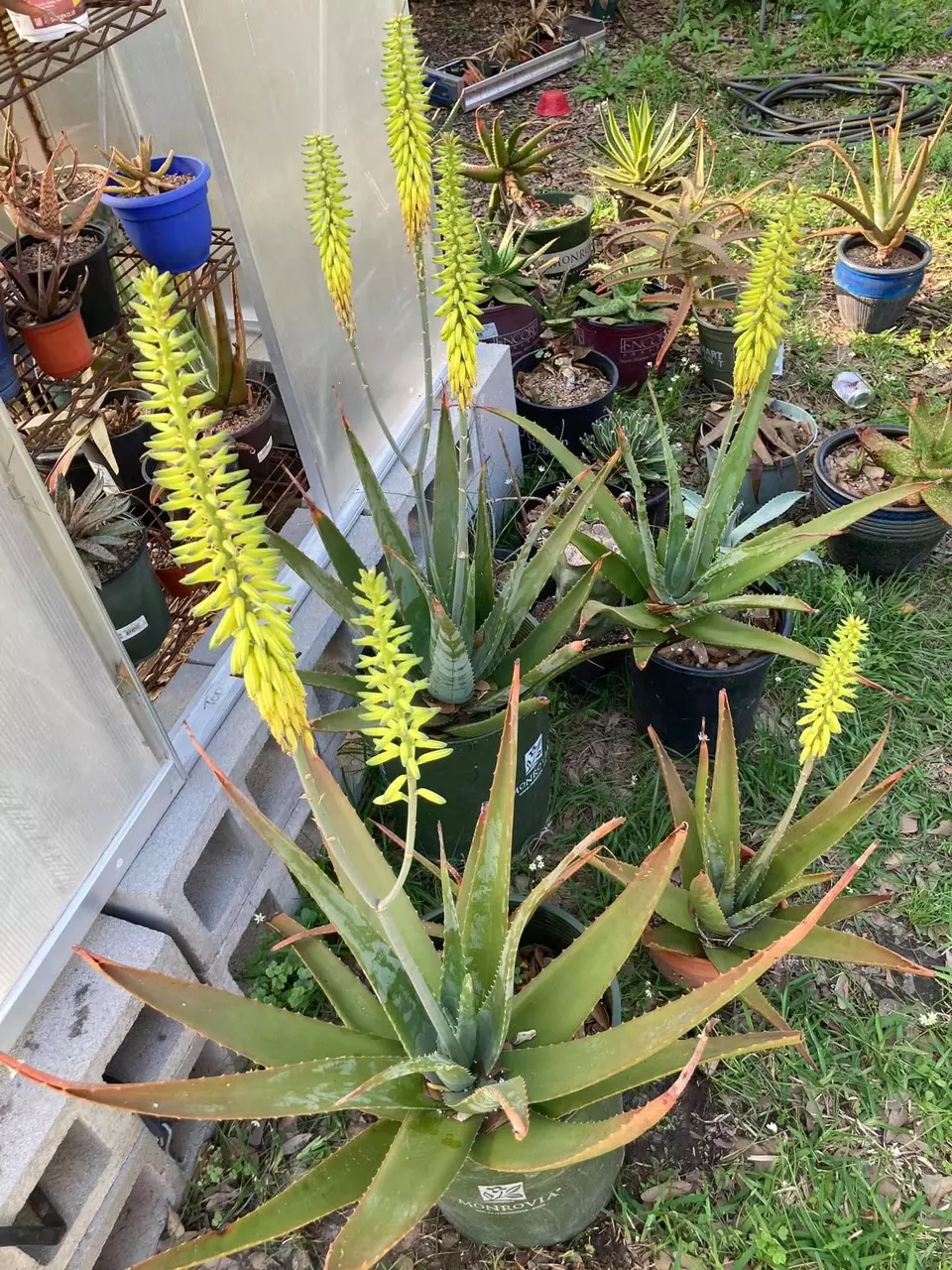 plant/Aloe vera (fka Aloe barbadensis) offsets 4” pots-0