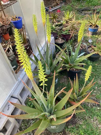 plant/Aloe vera (fka Aloe barbadensis) offsets 4” pots-0-thumbnail