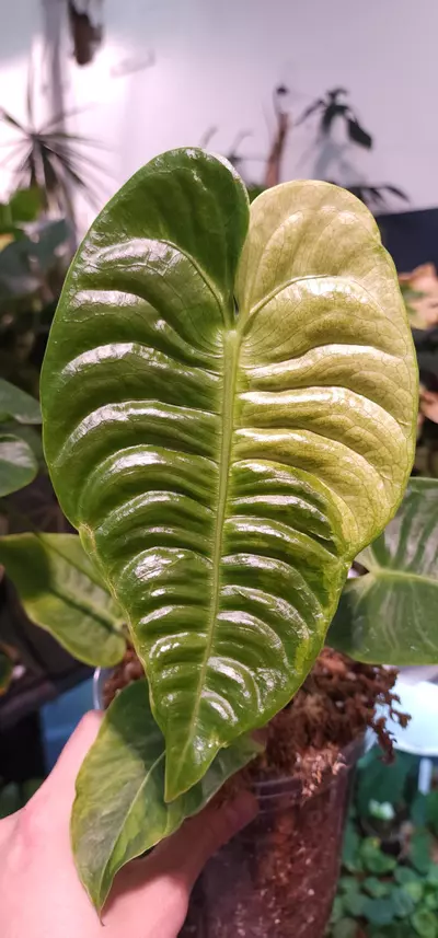 shipping_upgrade/Shipping Upgrade UPS 2nd Day Air-0-thumbnail