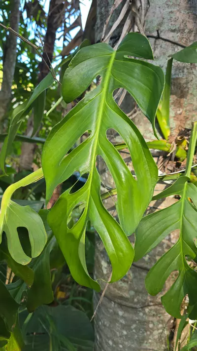 plant/ Monstera sp. Dissecta [growers choice] -0-thumbnail