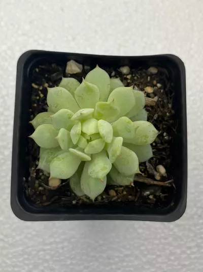 plant/Echeveria derenbergii-0-thumbnail