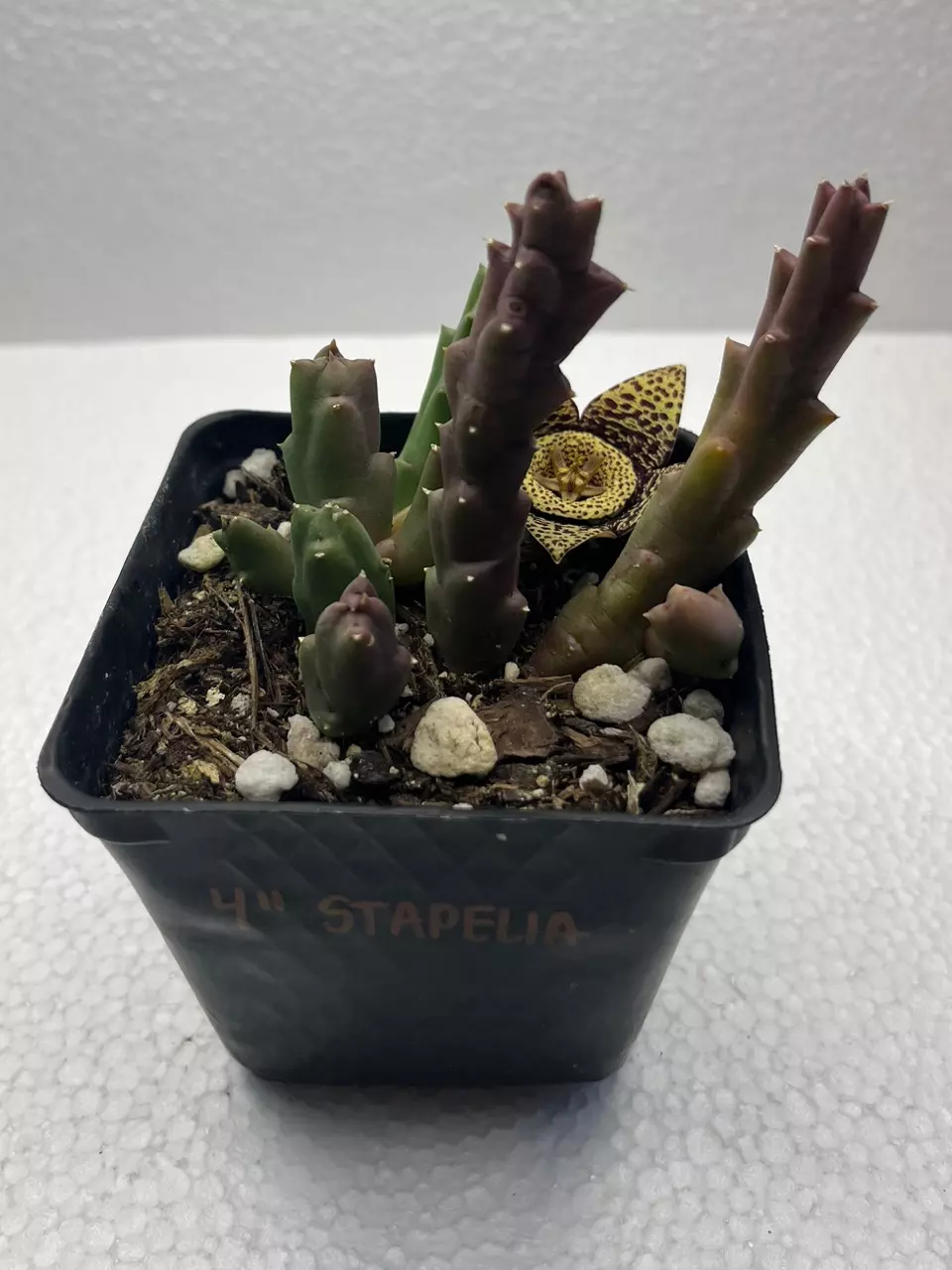 plant/4” Stapelia-0