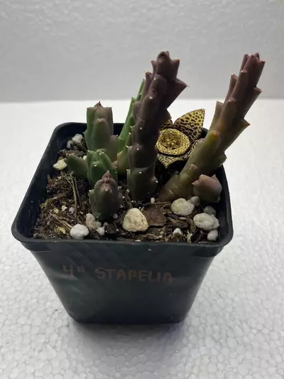 plant/4” Stapelia-0-thumbnail