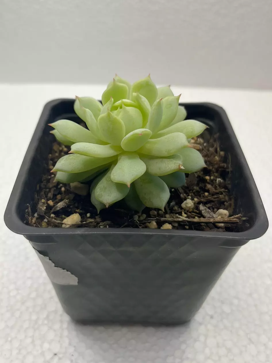 plant/Echeveria derenbergii-1