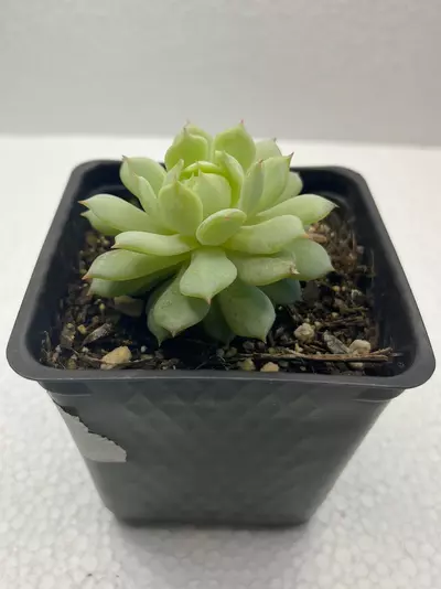 plant/Echeveria derenbergii-1-thumbnail
