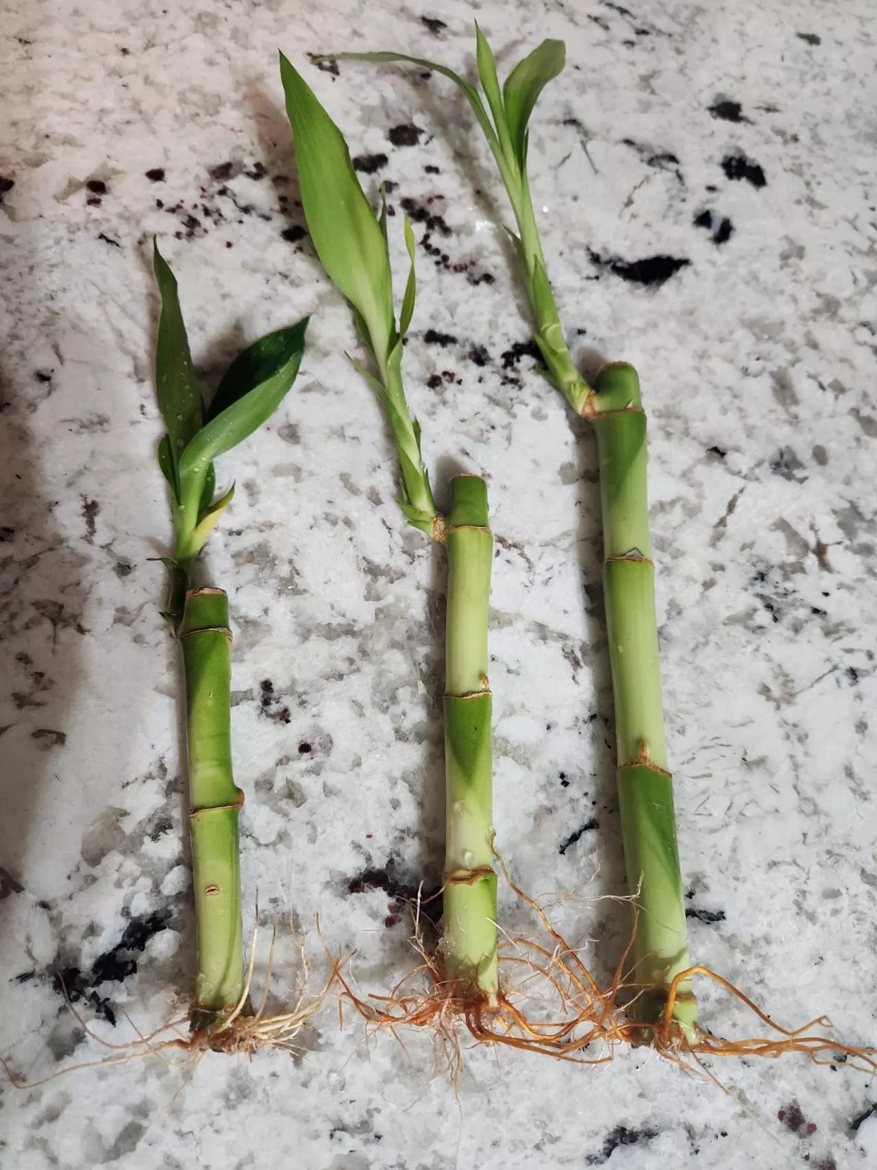 plant/Bamboo trees ×3-0