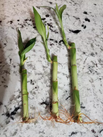 plant/Bamboo trees ×3-0-thumbnail