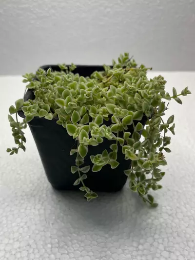 plant/4” Sedum ‘Little Missy’-0-thumbnail