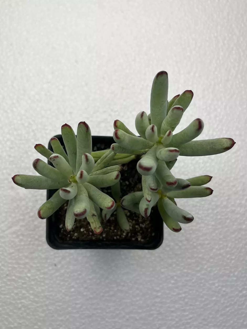 plant/4” Cotyledon oophylla-1