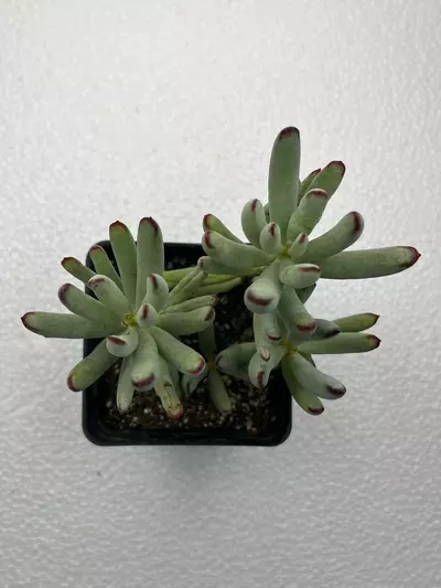 plant/4” Cotyledon oophylla-1-thumbnail