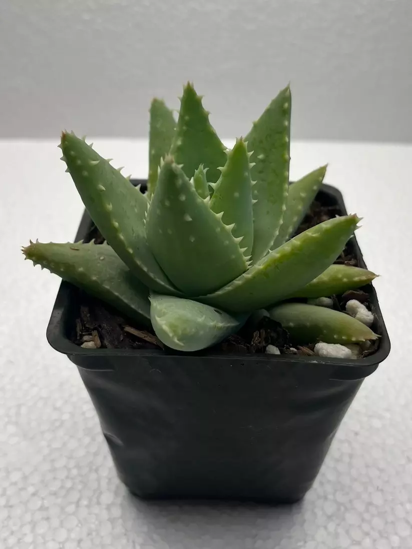 plant/4” Aloe brevifolia-1