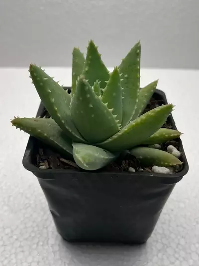 plant/4” Aloe brevifolia-1-thumbnail