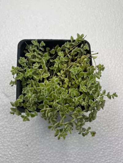 plant/4” Sedum ‘Little Missy’-1-thumbnail