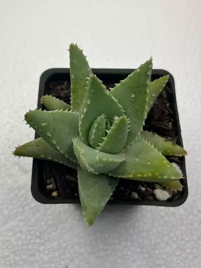 plant/4” Aloe brevifolia-0-thumbnail