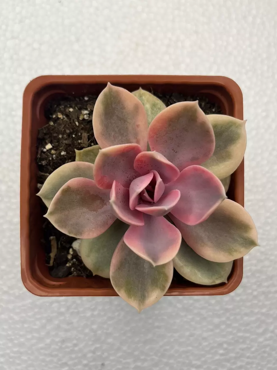 plant/4” Echeveria Rainbow-0