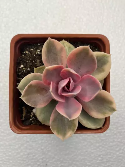 plant/4” Echeveria Rainbow-0-thumbnail