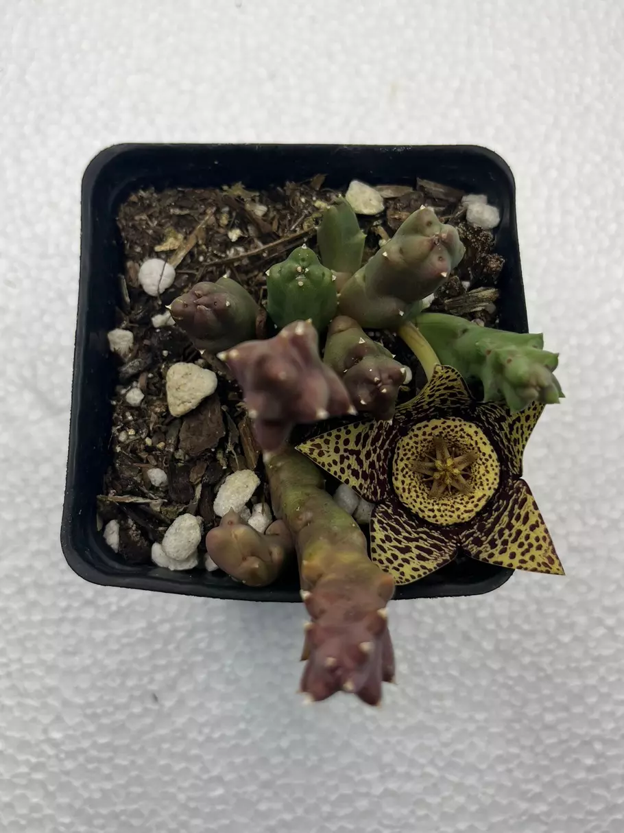 plant/4” Stapelia-1