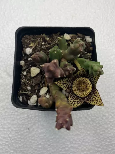 plant/4” Stapelia-1-thumbnail