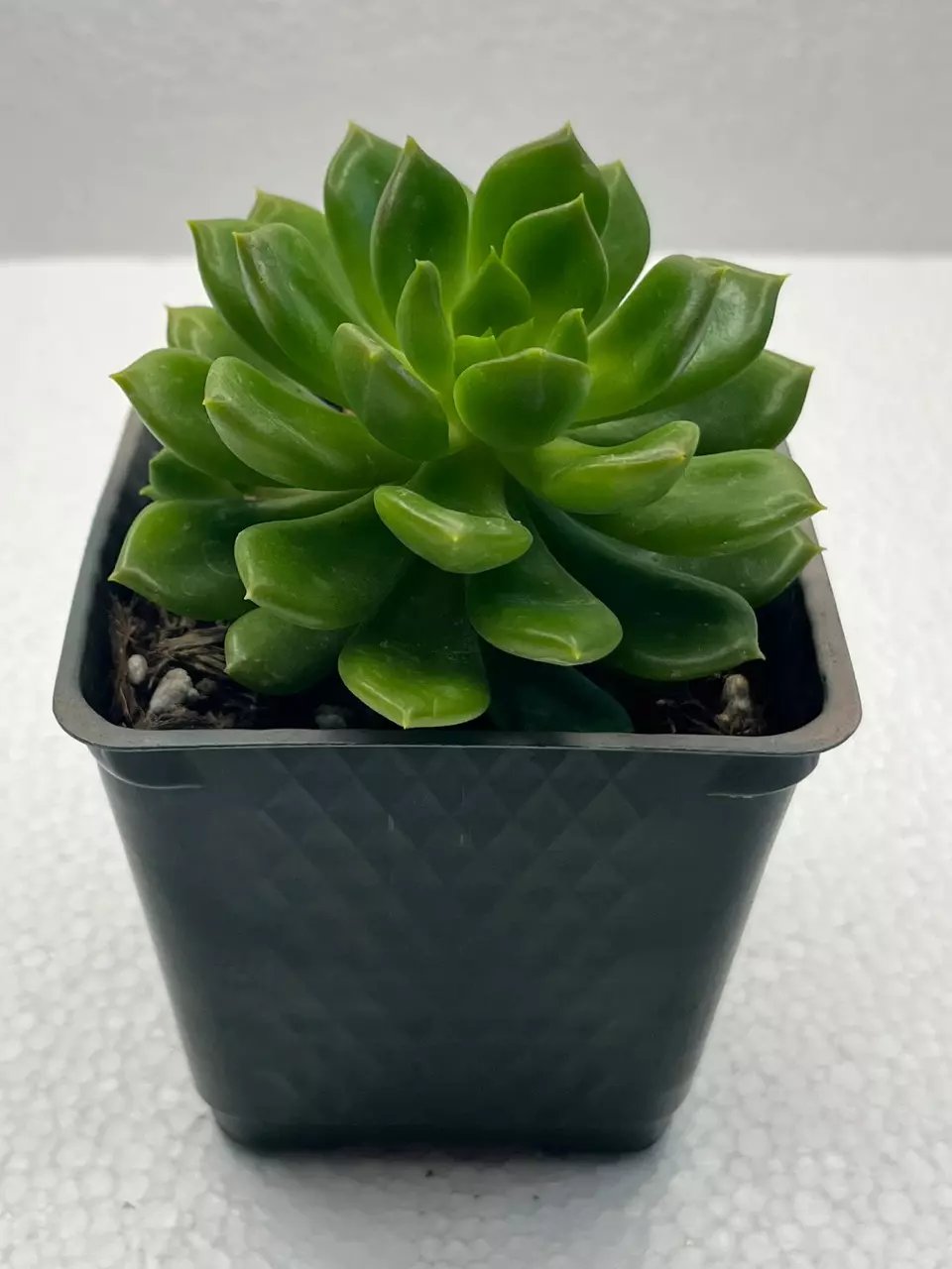 plant/4” Echeveria Esmerelda Lima-1