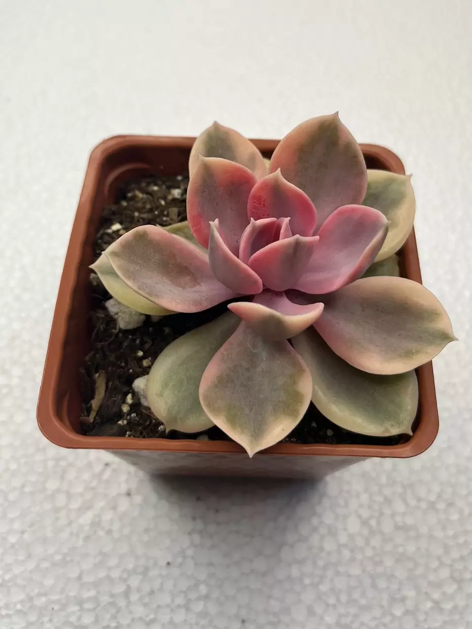 plant/4” Echeveria Rainbow-1