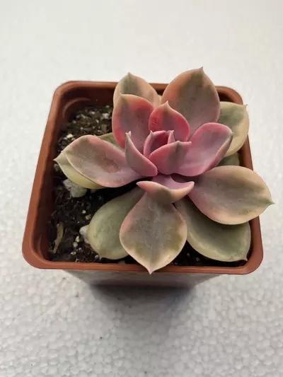 plant/4” Echeveria Rainbow-1-thumbnail