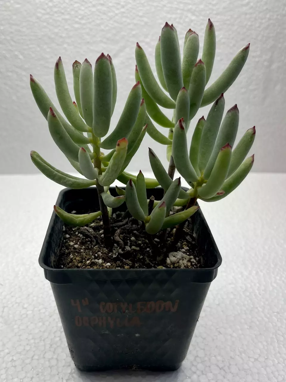 plant/4” Cotyledon oophylla-0