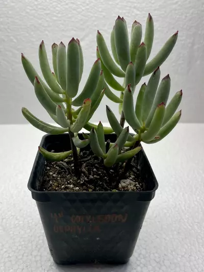 plant/4” Cotyledon oophylla-0-thumbnail