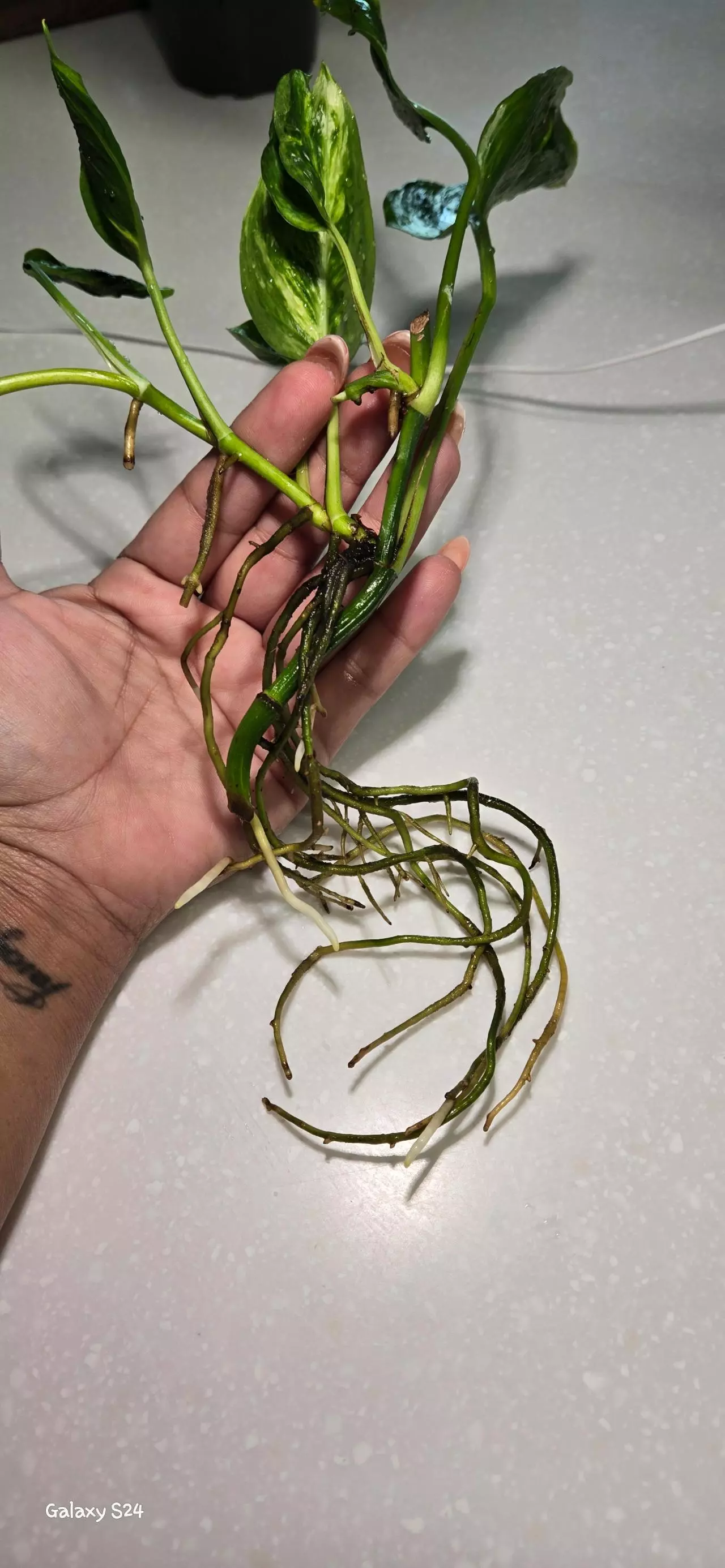 plant/Pothos Shangri-la Cutting-5