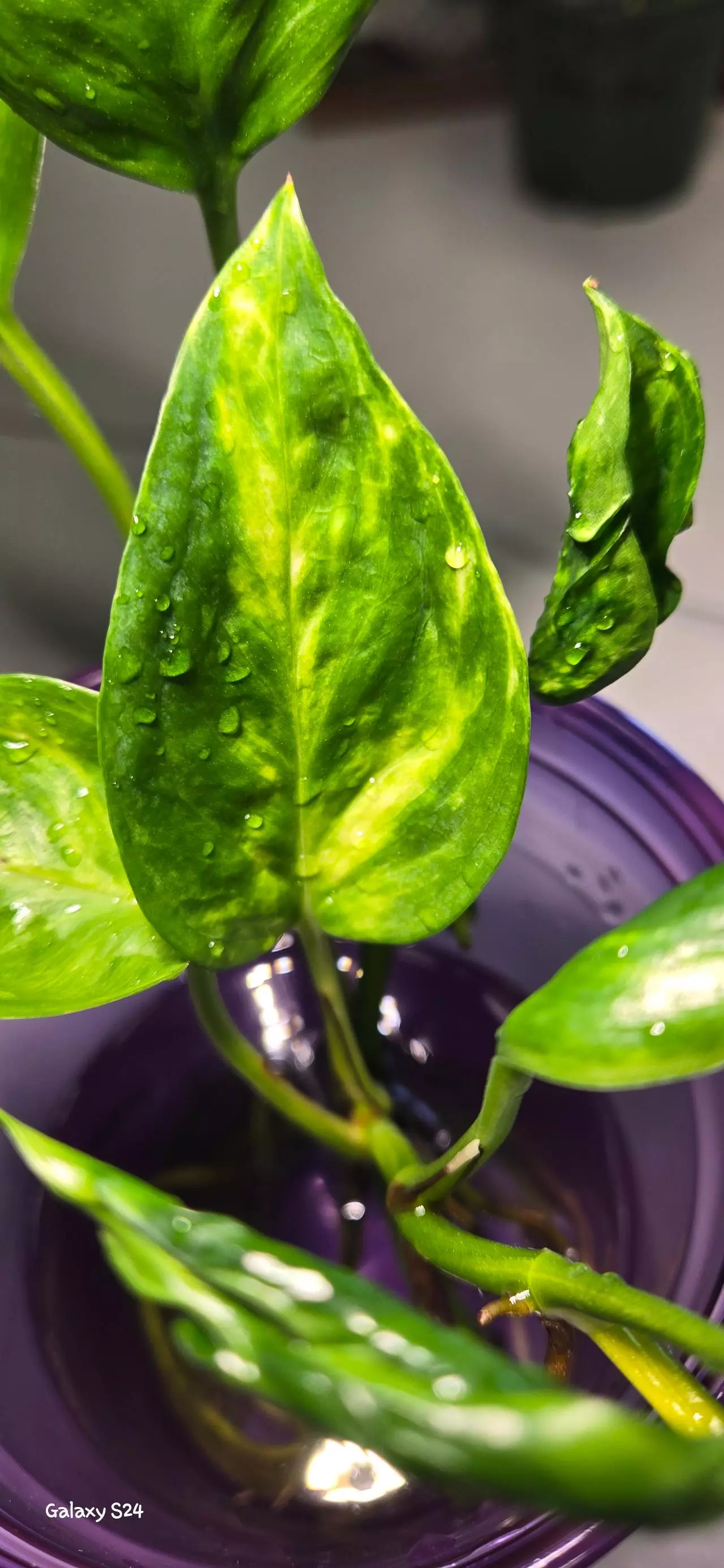 plant/Pothos Shangri-la Cutting-0