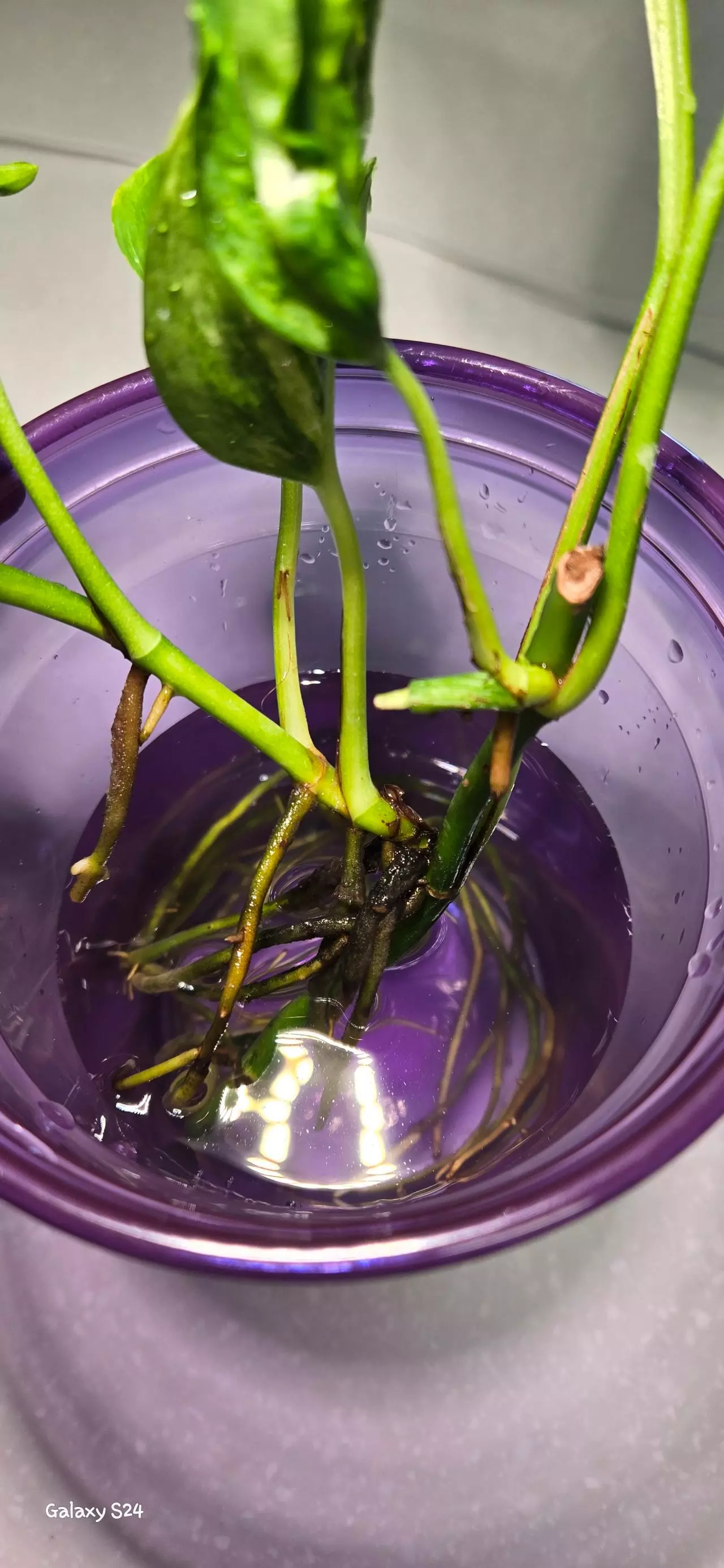 plant/Pothos Shangri-la Cutting-1