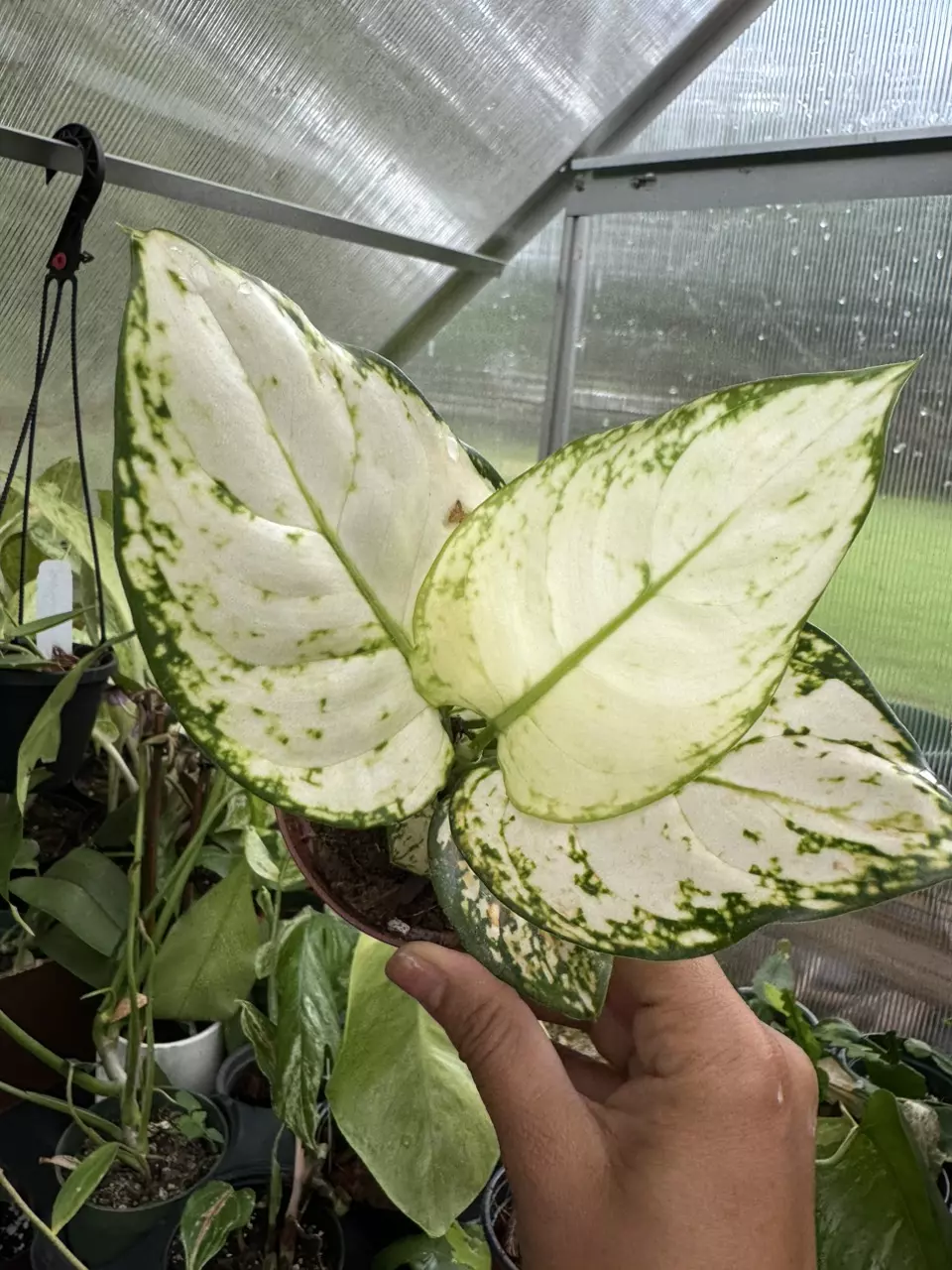 plant/Aglaonema super white-1