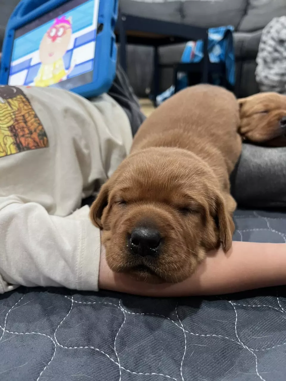 plant/Next Day Air-0