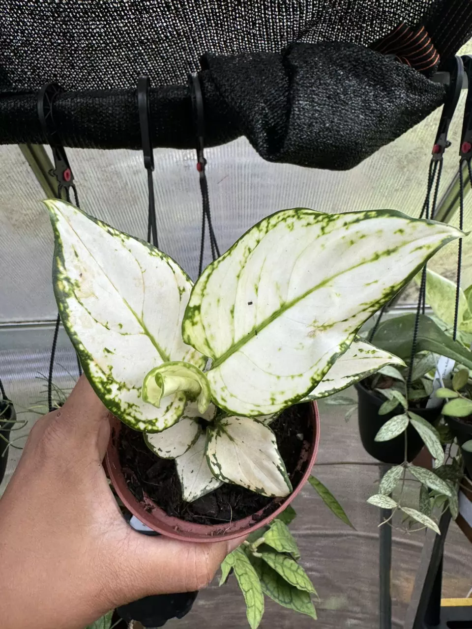 plant/Aglaonema super white-0