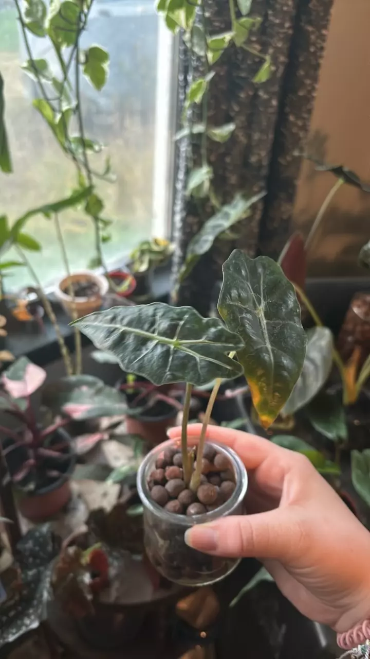 plant/Corm grown alocasia Polly/amazonica-0