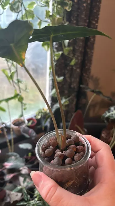 plant/Corm grown alocasia Polly/amazonica-1-thumbnail